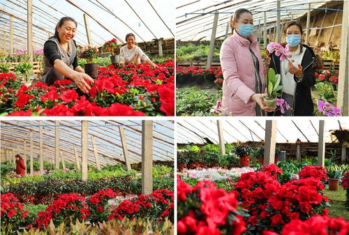新疆库车市 花卉种植助农增收