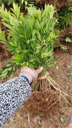 株洲市新大地花卉苗木种植农民专业合作社