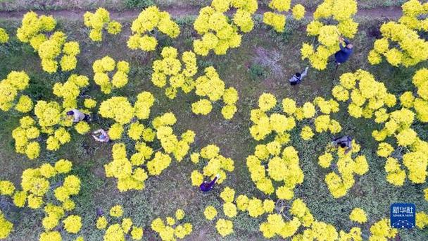 河北省辛集市依托资源优势,积极加快花卉苗木种业创新,培育种植美人榆