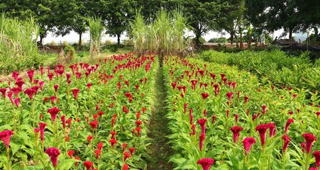 【怒放de花朵!】山东鸡冠花种植基地【鸡冠花批发价格】-青城-青州市青城花卉苗木提供【怒放de花朵!】山东鸡冠花种植基地【鸡冠花批发价格】-青城的相关介绍、产品、服务、图片、价格【抗寒之王在此!】山东羽衣甘蓝批发【山东羽衣甘蓝供应商】、月季种植基地、草花种植基地、冬青种植基地、青州草花价格、黄楼草花基地、