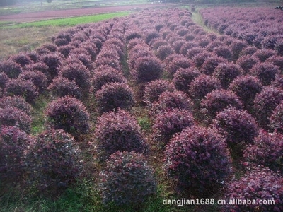 【供应绿化苗木红继木球】价格,厂家,图片,灌木,浏阳市鑫森花卉苗木种植专业合作社