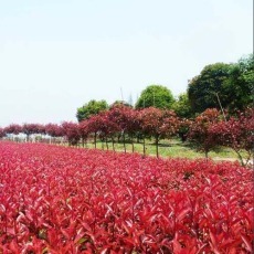 花卉种植