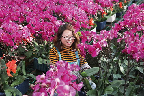 甘肃省定西市临洮县各花卉基地的蝴蝶兰竞相绽放