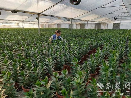 创业典型 鄂州一农民 鲜花经济 铺就致富路 带动周边100多人就业