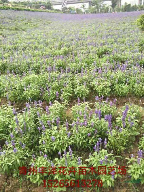 企业动态 青州市丰泽花卉苗木园艺场