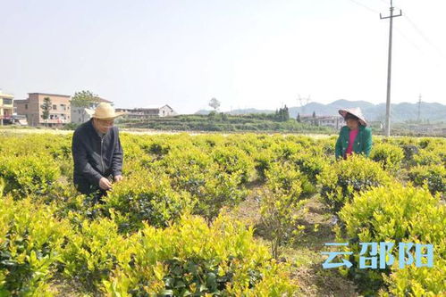 邵阳拍客丨新邵县寸石镇苗木花卉基地盛开致富花