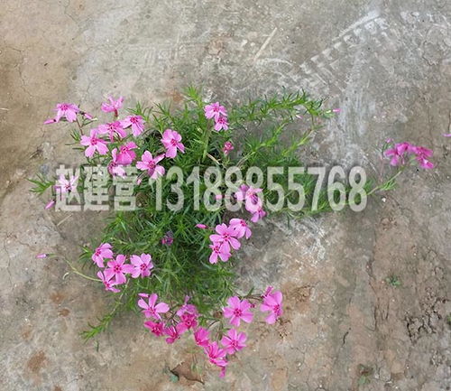 丛生福禄考小苗种植基地价格 丛生福禄考小苗种植基地厂家批发 