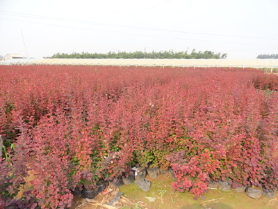 山东绿化苗木种植基地请找青州顺兴花卉-潍坊潍城厂房,仓库