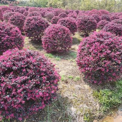 希望花卉红花继木球 红檵木球价格 红继木球苗圃基地