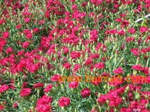 宿根花卉基地 宿根花卉种植基地 何官靓丽花卉苗木基地,宿根花卉基地 宿根花卉种植基地 何官靓丽花卉苗木基地生产厂家,宿根花卉基地 宿根花卉种植基地 何官靓丽花卉苗木基地价格