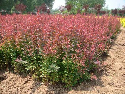 红叶小柏-宁夏花卉苗木|六盘山花卉苗木|花卉苗木