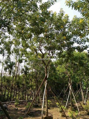 黄花槐 黄花槐农户种植出售 自产自销供应绿化苗木