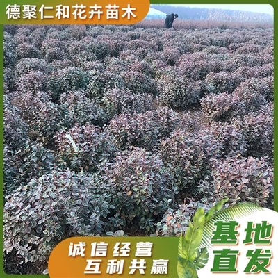 青州市德聚仁和花卉苗木专业合作社