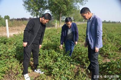 武功长宁镇建成咸阳市最大的金银花种植基地