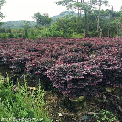 红继木苗 景观红继木苗 工程绿化苗木花卉树苗