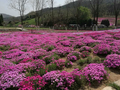 万方花卉预定 山东绿化苗木厂家 预定花海小苗 花海工程造价行情