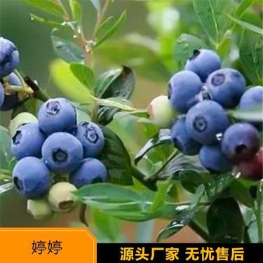 吉林省花卉苗木种植批发基地