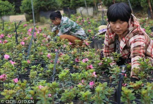 河南平顶山 花卉苗木种植助农增收